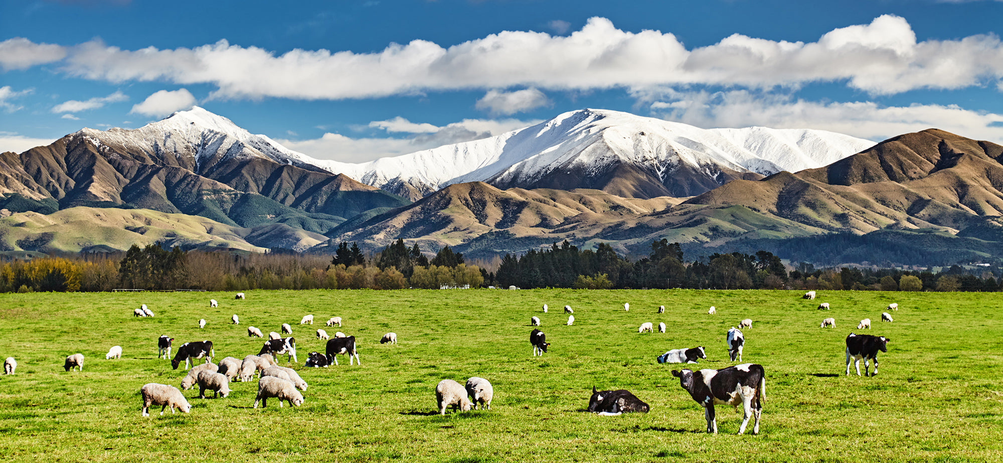 ニュージーランドの牧草牛